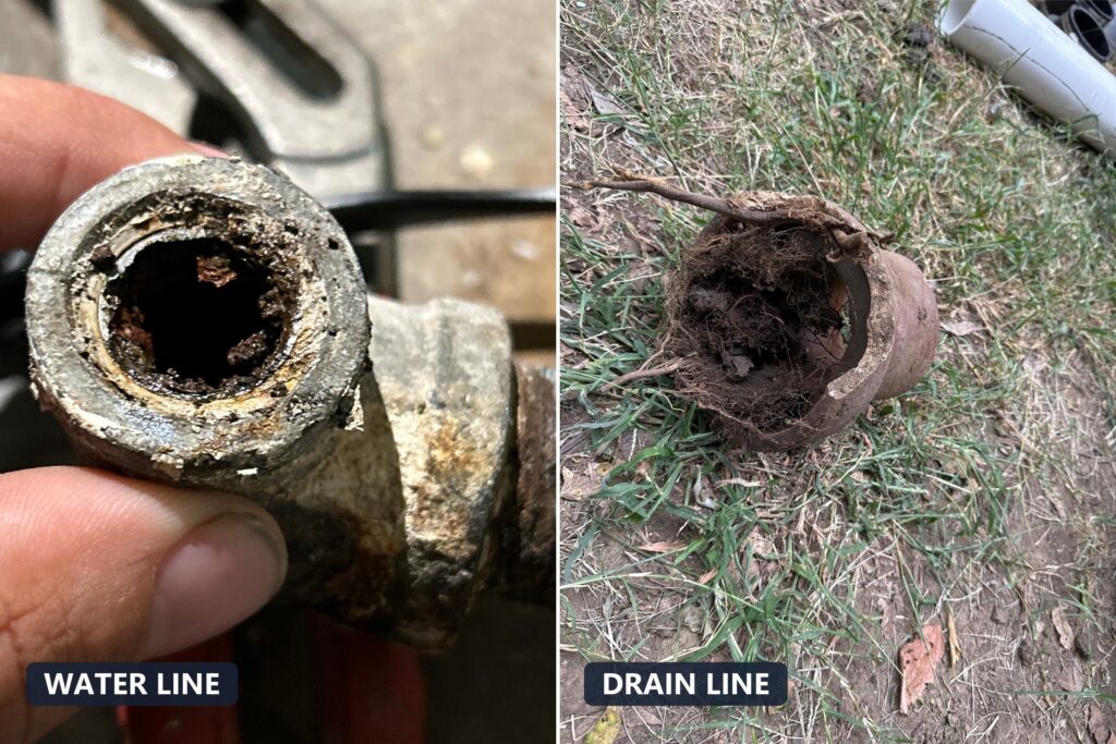 A galvanized water fitting scaled almost shut next to a clay sewer pipe packed with tree roots, labeled water line and drain line
